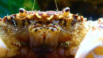 Black Sea, Invasive crab, invader Rhithropanopeus harrisii Zuiderzee crab, dwarf crab, estuarine mud crab video
