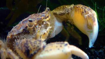 Black Sea, Invasive crab, invader Rhithropanopeus harrisii Zuiderzee crab, dwarf crab, estuarine mud crab video