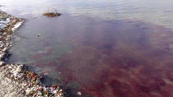 Red algae Polisiphonia sp. off the coast under thin ice, storm emissions video