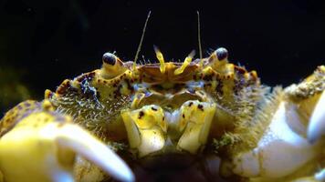Black Sea, Invasive crab, invader Rhithropanopeus harrisii Zuiderzee crab, dwarf crab, estuarine mud crab video