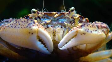 Black Sea, Invasive crab, invader Rhithropanopeus harrisii Zuiderzee crab, dwarf crab, estuarine mud crab video