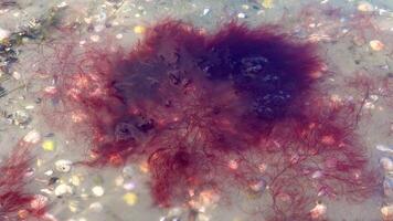 Red algae Polisiphonia sp. off the coast under thin ice, storm emissions video