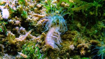 Small crustacean Gammarus, caught by a small Actinia - an invader in the Black Sea Diadumene lineta video