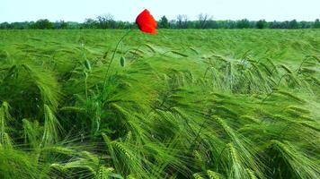 Red poppy in a field of green rye, spikelets of herbs sway in the wind video