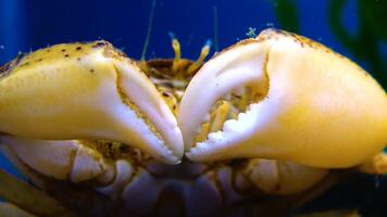 Black Sea, Invasive crab, invader Rhithropanopeus harrisii Zuiderzee crab, dwarf crab, estuarine mud crab video