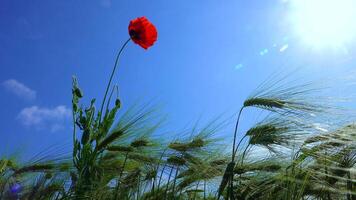 Red poppy in a field of green rye, spikelets of herbs sway in the wind video