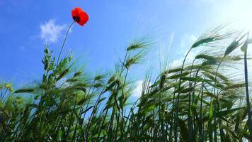 Red poppy in a field of green rye, spikelets of herbs sway in the wind video