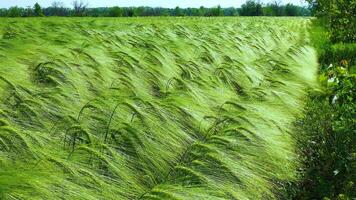 Field of green rye, spikelets of cereals sway in the wind, Ukraine video