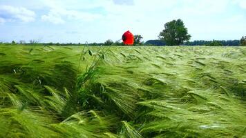 Red poppy in a field of green rye, spikelets of herbs sway in the wind video