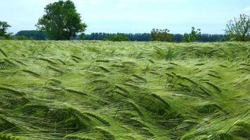 Field of green rye, spikelets of cereals sway in the wind, Ukraine video