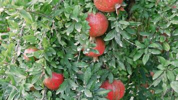 Ripe pomegranates dangle from tree branches, displaying vibrant red fruits amidst lush green leaves in a tranquil orchard, emphasizing the beauty of nature and agricultural abundance video