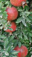 Ripe pomegranates dangle from tree branches, displaying vibrant red fruits amidst lush green leaves in a tranquil orchard, emphasizing the beauty of nature and agricultural abundance video
