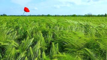 Red poppy in a field of green rye, spikelets of herbs sway in the wind video