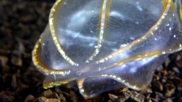 Black Sea, Jellyfish Beroe ovata - devouring Mnemiopsis leidy. Combine jelly digesting caught comb jelly Mnemiopsis, comb plates glistening in the light video