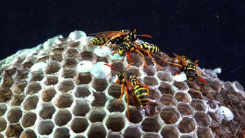 Paper wasp Polistes gallicus - Wasp nest with larvae and pupae in paper honeycomb video