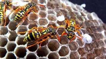 Paper wasp Polistes gallicus - Wasp nest with larvae and pupae in paper honeycomb video