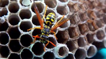 Paper wasp Polistes gallicus - Wasp nest with larvae and pupae in paper honeycomb video