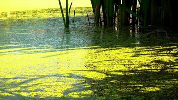 Shadows and highlights on lake water with floating on the surface Aquatic plants rootless duckweed Wolffia arrhiza and duckweed Lemna turionifera, Odessa video