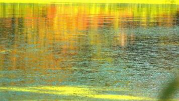Shadows and highlights on lake water with floating on the surface Aquatic plants rootless duckweed Wolffia arrhiza and duckweed Lemna turionifera, Odessa video