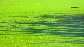 Shadows and highlights on lake water with floating on the surface Aquatic plants rootless duckweed Wolffia arrhiza and duckweed Lemna turionifera, Odessa video