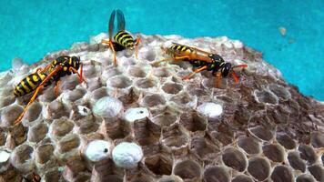 Paper wasp Polistes gallicus - Wasp nest with larvae and pupae in paper honeycomb video