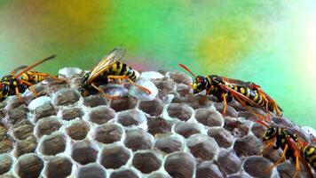 Paper wasp Polistes gallicus - Wasp nest with larvae and pupae in paper honeycomb video