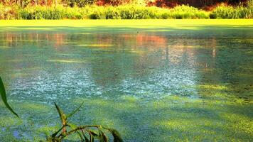 Shadows and highlights on lake water with floating on the surface Aquatic plants rootless duckweed Wolffia arrhiza and duckweed Lemna turionifera, Odessa video