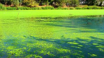 Shadows and highlights on lake water with floating on the surface Aquatic plants rootless duckweed Wolffia arrhiza and duckweed Lemna turionifera, Odessa video