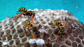 Paper wasp Polistes gallicus - Wasp nest with larvae and pupae in paper honeycomb video