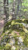 Forest, green moss on stone photo