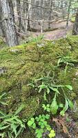 Forest, green moss on stone photo