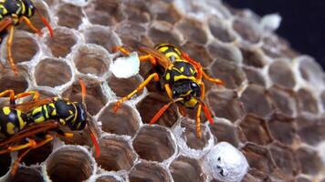 Paper wasp Polistes gallicus - Wasp nest with larvae and pupae in paper honeycomb video