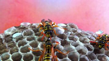 Paper wasp Polistes gallicus - Wasp nest with larvae and pupae in paper honeycomb video