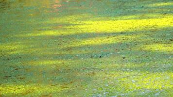 Shadows and highlights on lake water with floating on the surface Aquatic plants rootless duckweed Wolffia arrhiza and duckweed Lemna turionifera, Odessa video
