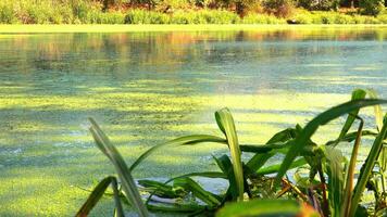 Shadows and highlights on lake water with floating on the surface Aquatic plants rootless duckweed Wolffia arrhiza and duckweed Lemna turionifera, Odessa video