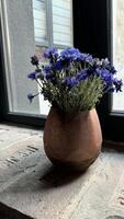 Violet flowers in a vase. Flowers near the window photo