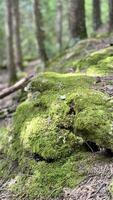 Forest, green moss on stone photo