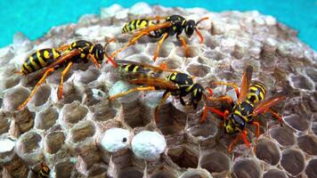 Paper wasp Polistes gallicus - Wasp nest with larvae and pupae in paper honeycomb video