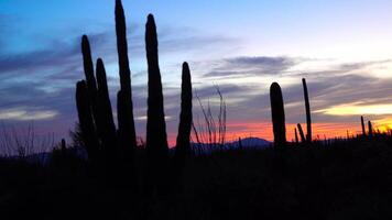 Three Giant Saguaros Carnegiea gigantea against the background of red clouds in the evening at sunset. Organ Pipe Cactus National Monument, Arizona, USA video
