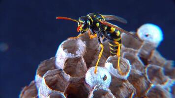 The European paper wasp Polistes dominula, wasp guarding larvae on her little paper nest video