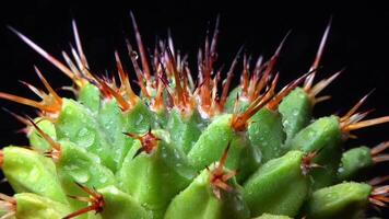 Mammillaria magnimamma - spiny cactus with large papillae in a botanical collection video