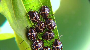 Green vegetable bug Nezara viridula, Third instar, young bed bugs on a green leaf video