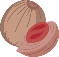 An open nut and a half shell vector