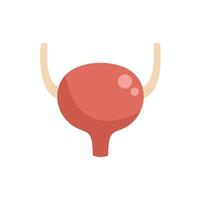 Human urinary bladder representing urinary system storing urine vector