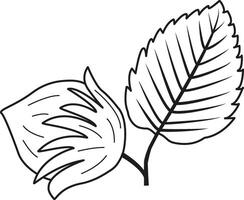 Illustration of a hazelnut on a white background. Sketch of a hazelnut for a coloring book. Hazelnut icon with leaf. forest leaves vector