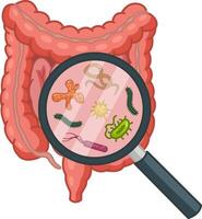 Intestinal Bacteria in a Magnifying Glass. Microflora in the Large and Small Intestines. Illustration of Human Organs vector