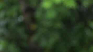 A blurry image of a tree with leaves video