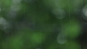 Rainy day background with blurred trees video