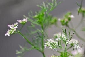 A close up of a flower with a few leaves photo