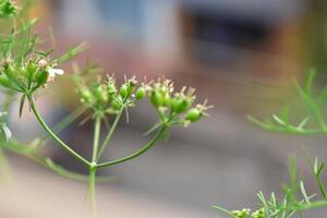 A close up of a plant with small green flowers photo